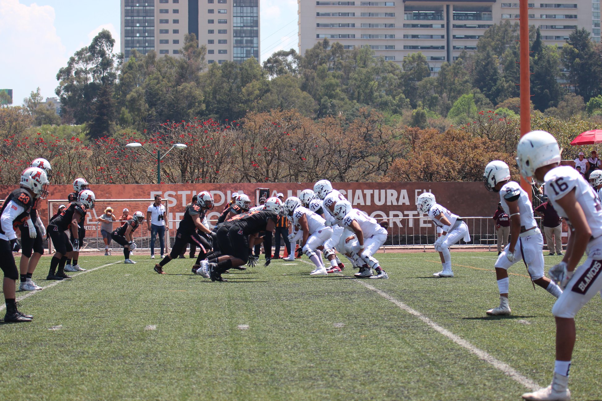 Leones Anáhuac Norte derrotan a Burros Blancos y siguen invictos - Máximo  Avance